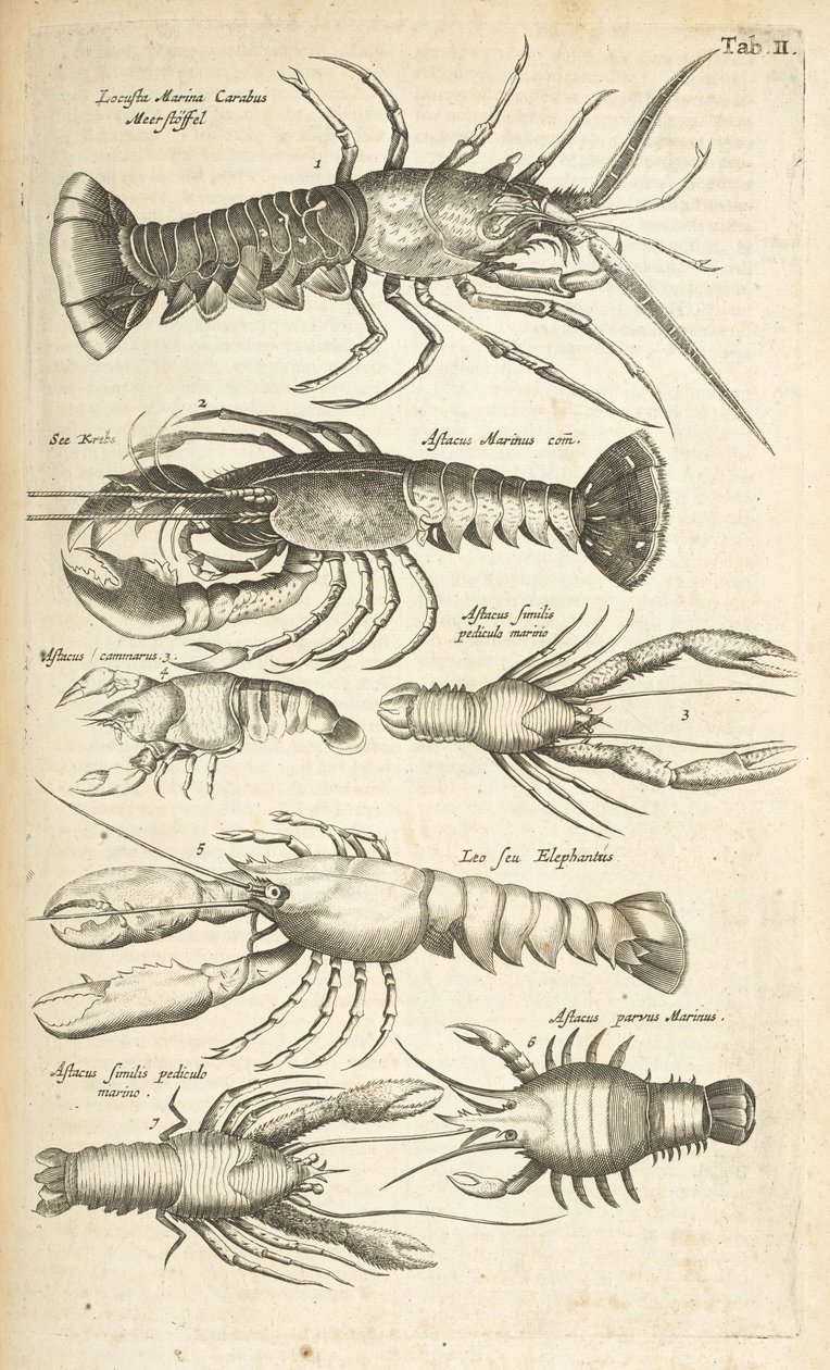 Sekme II, Istakozlar, "Dörtlü Hayvanın Doğal Tarihi"nden bir çizim by Mattaus the Younger Merian