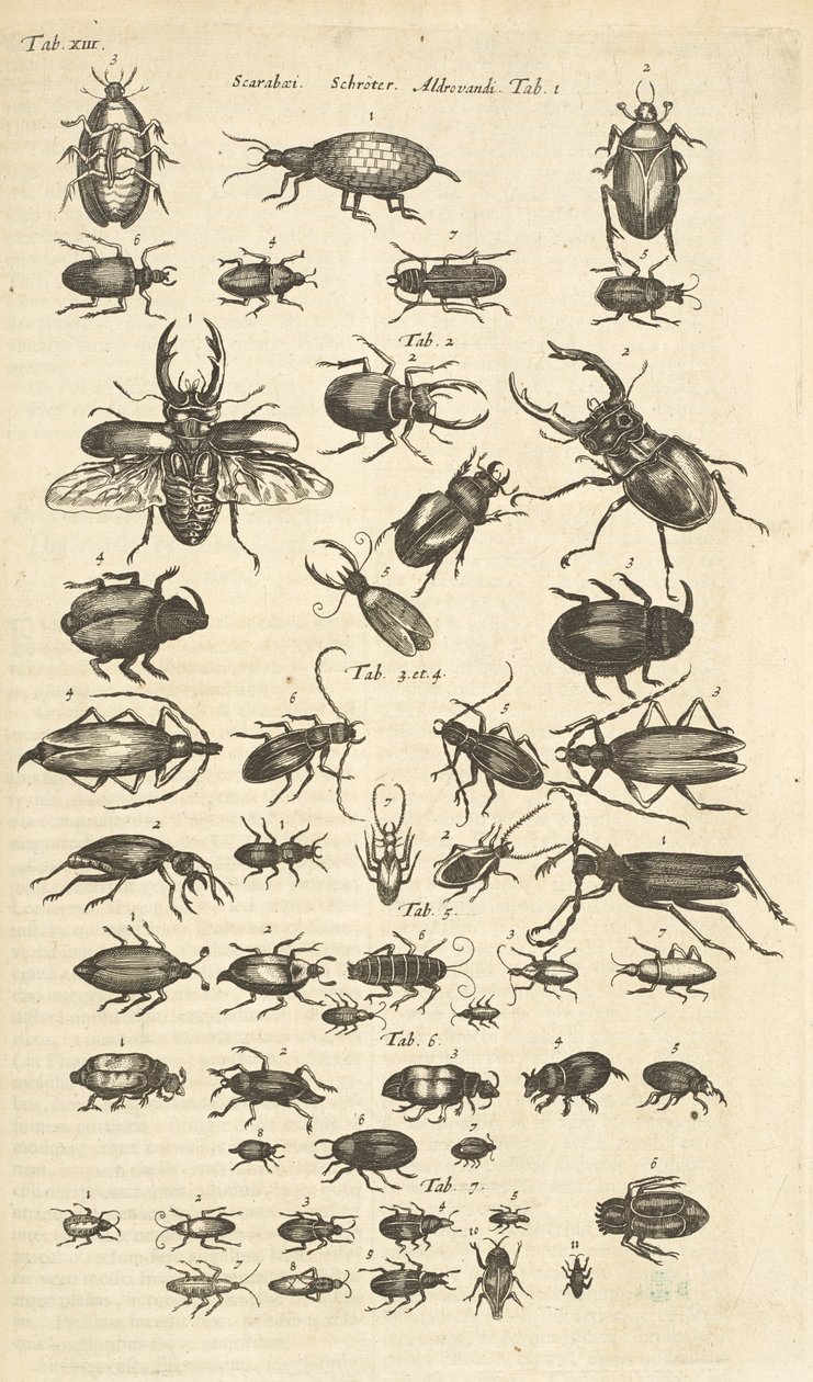 Plaka XIII, Böcekler, 
