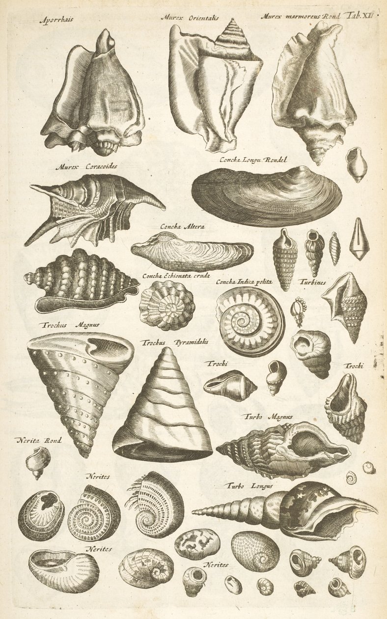 Sekme XI, Çeşitli kabuklar by Mattaus the Younger Merian