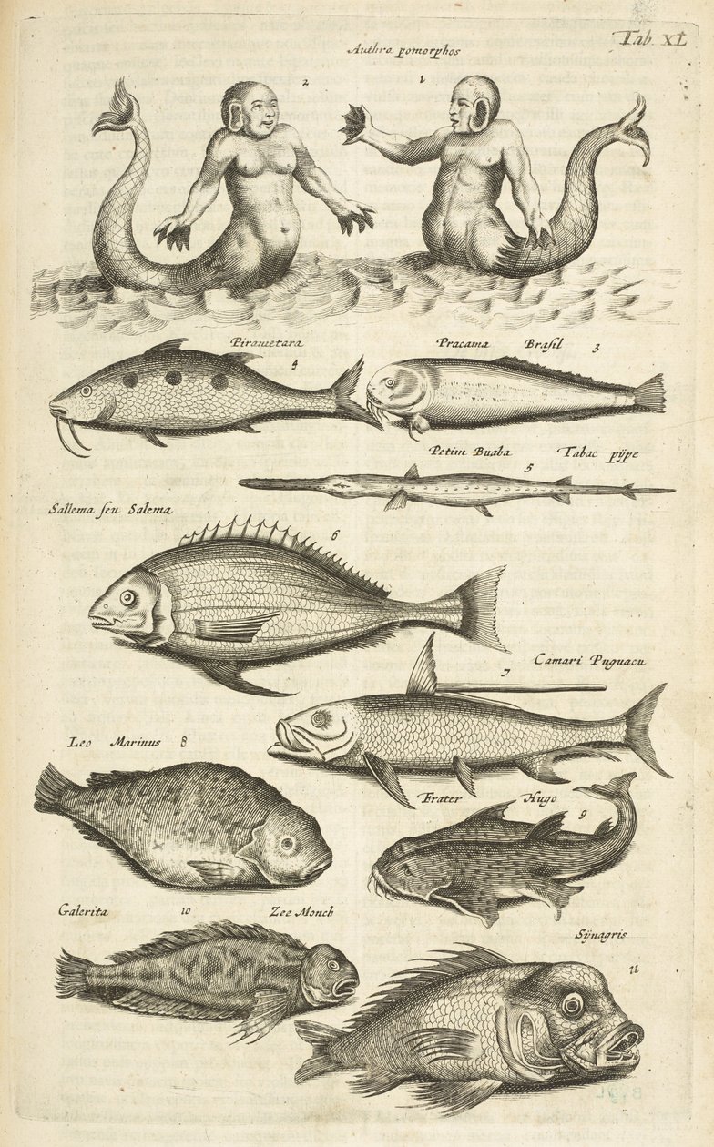Tab 40, Antropomorfos; Deniz Kızı; deniz adamı; Tropikal Balık, 