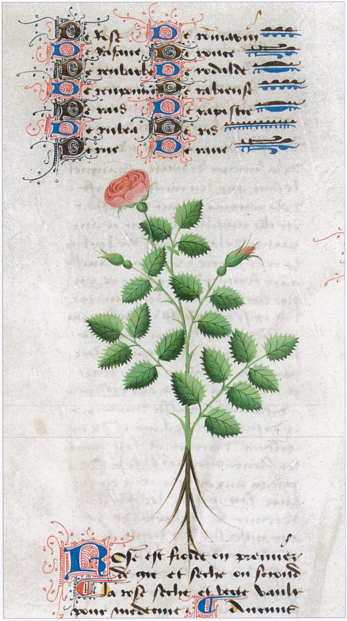  by Matthaeus Platearius