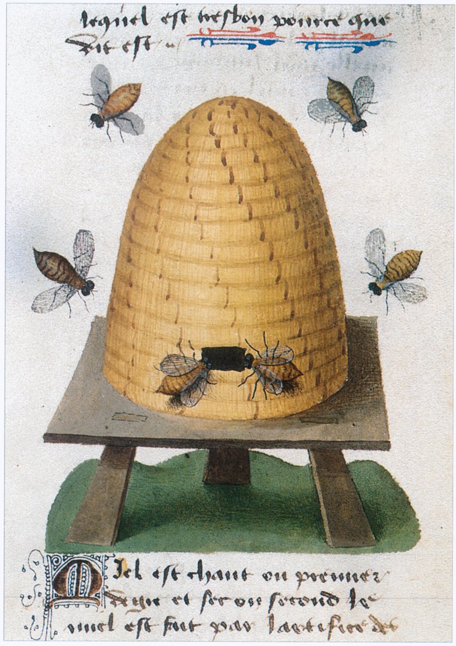  by Matthaeus Platearius