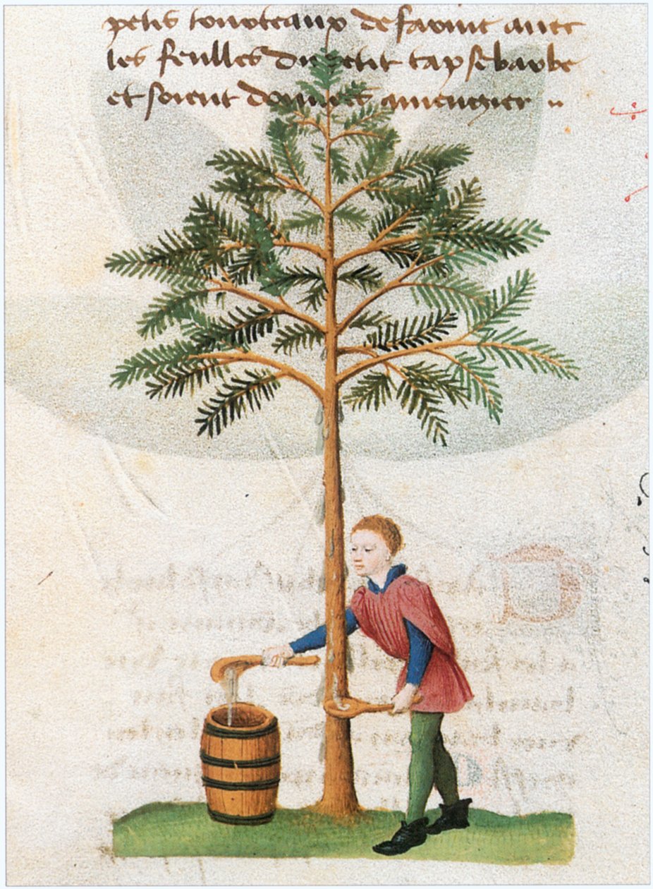  by Matthaeus Platearius