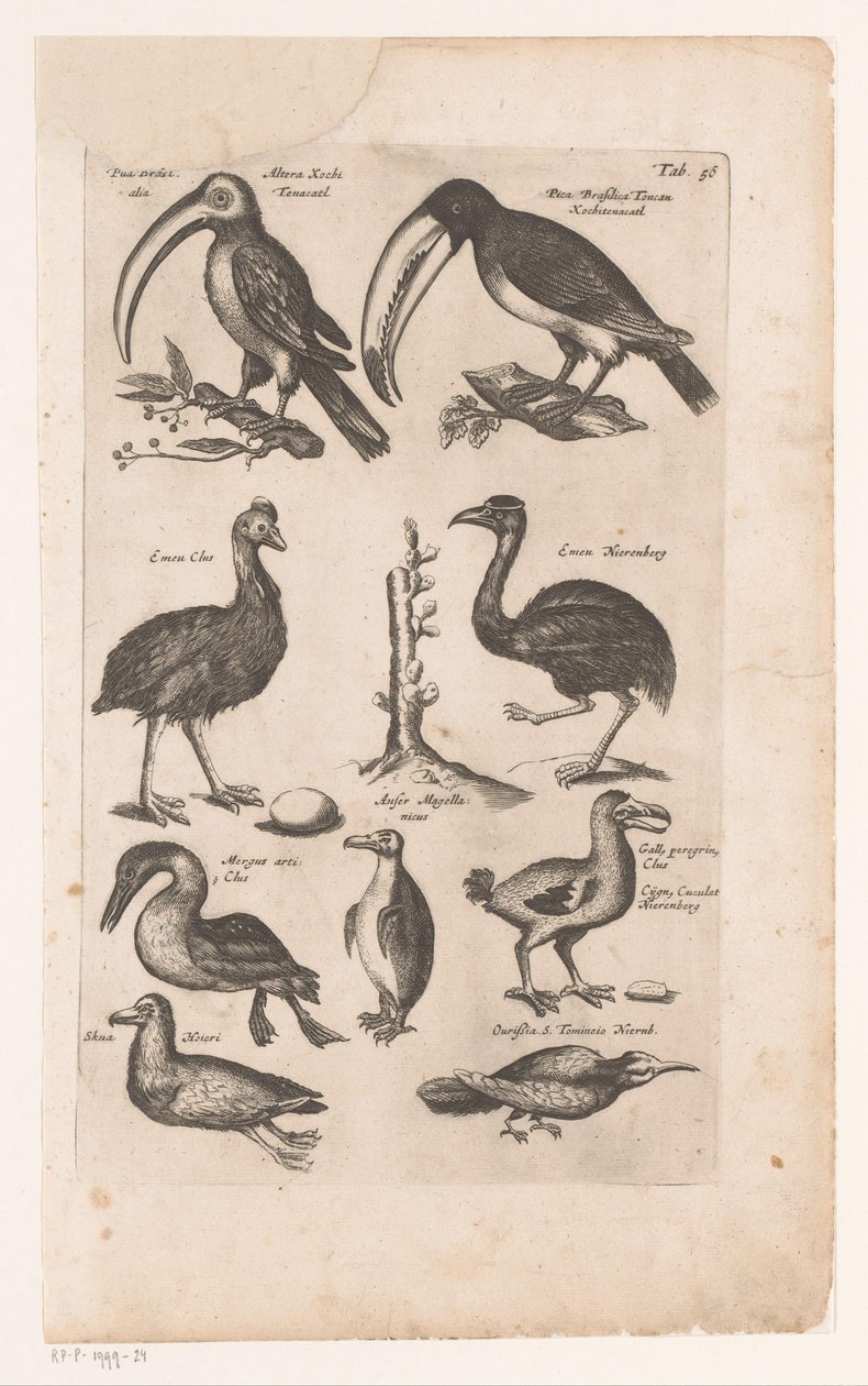 Toekans en andere vogels Historia naturalis de kuşlar, Libri VI, J. Jonston (seri başlığı) by Matthaus Merian