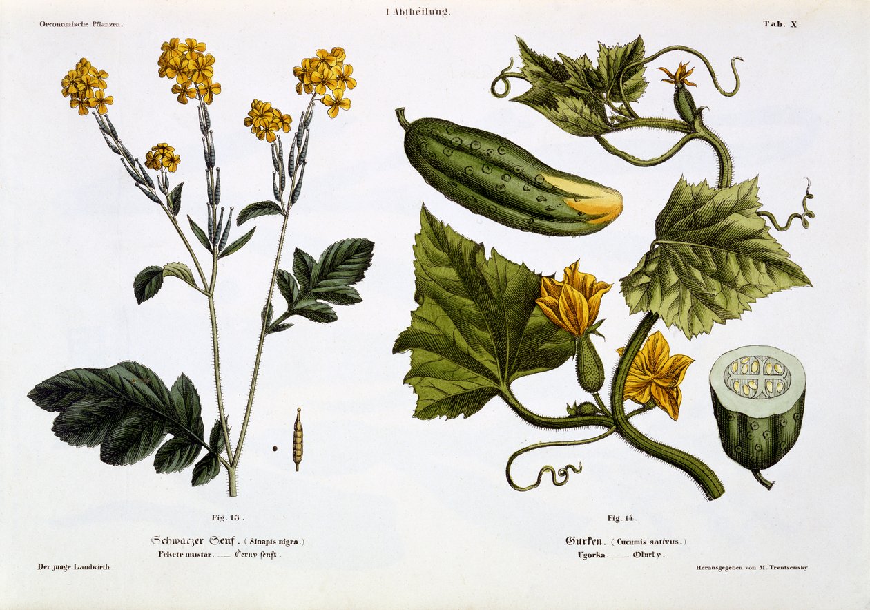 Sinapis nigra (şekil 13), Cucumis Sativus (şekil 14), 