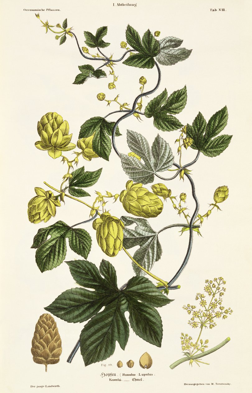 Hop Vine, 