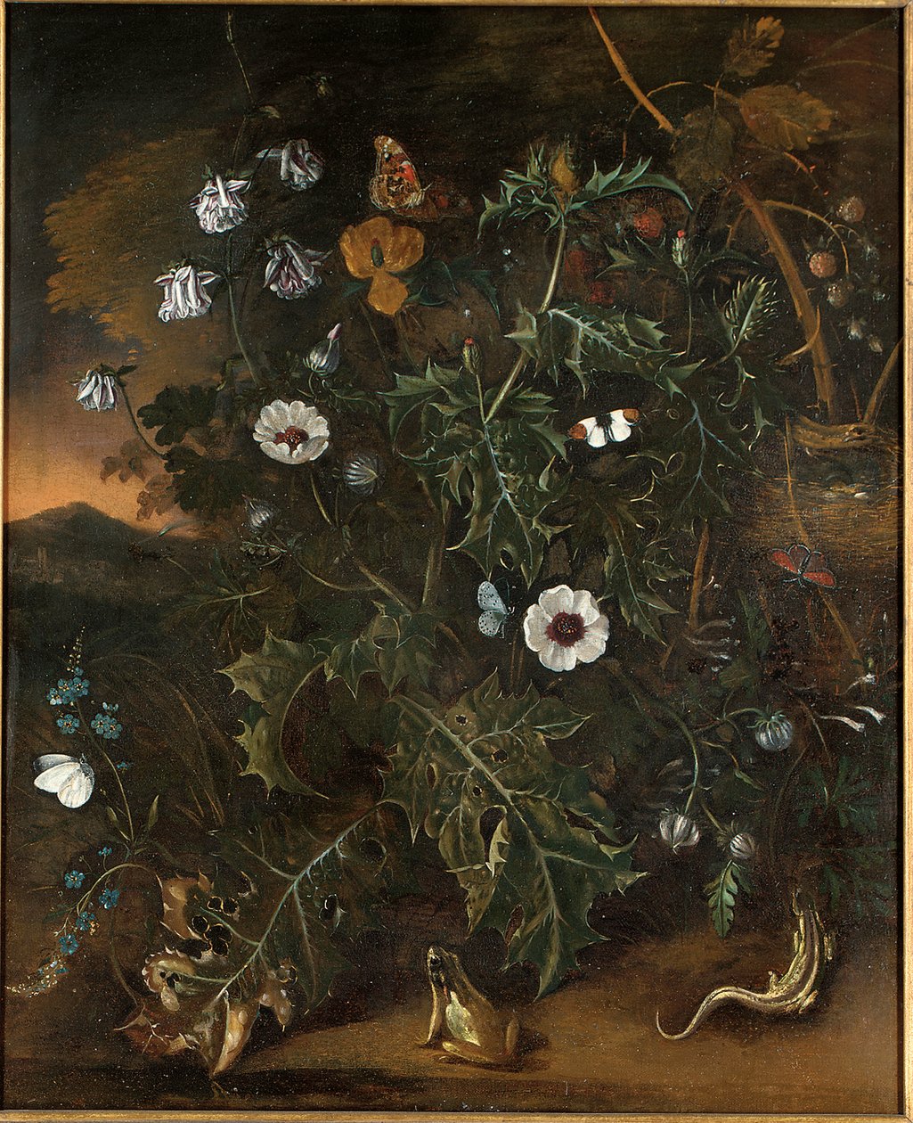 Devedikeni, böğürtlen, haşhaş ve diğer bitkiler by Matthias Withoos