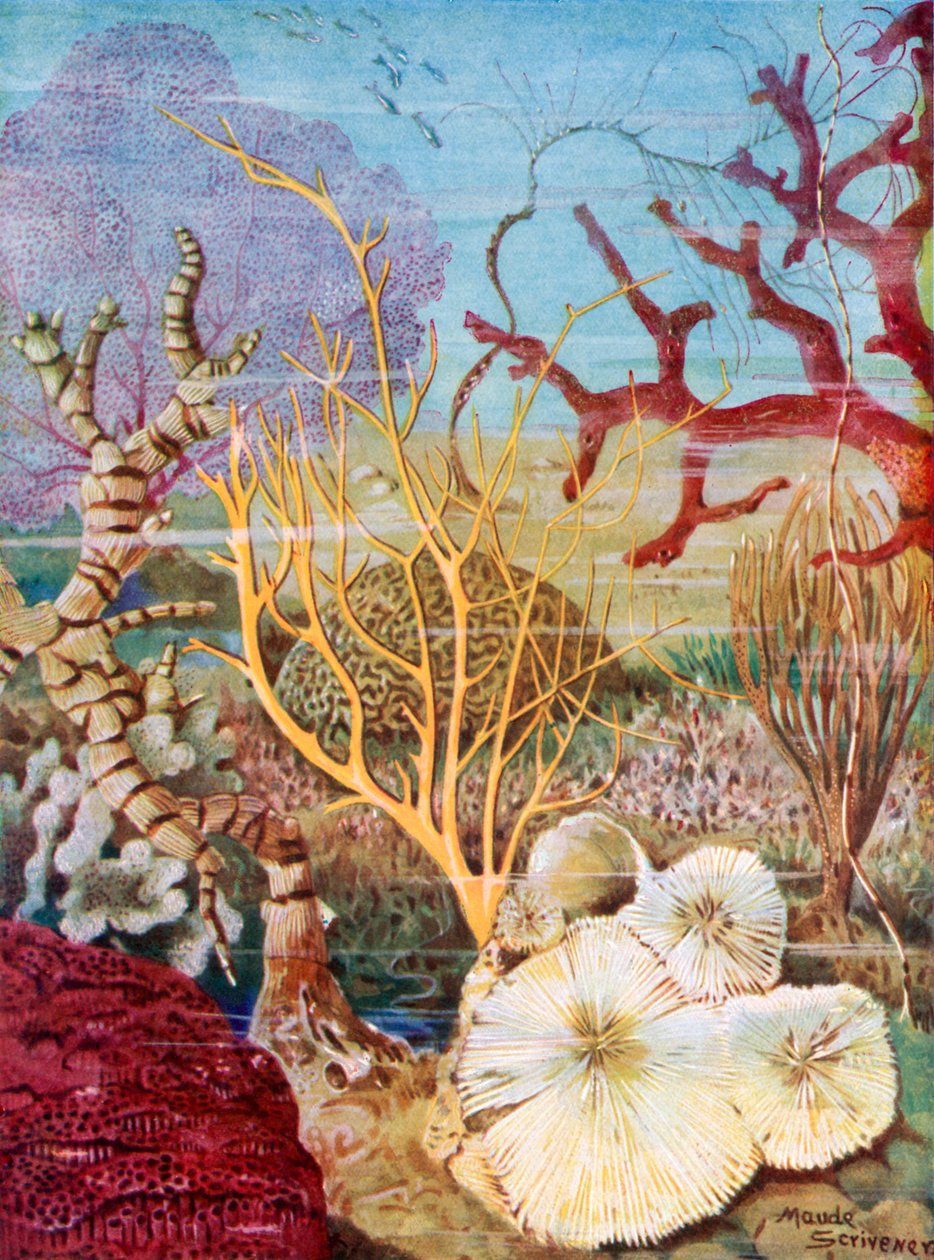  by Maud Scrivener