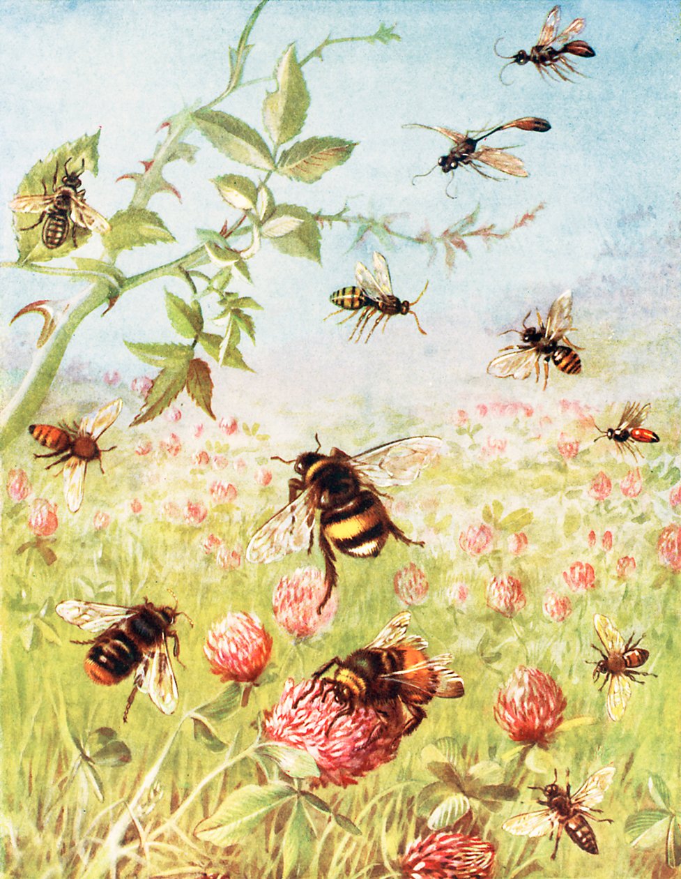  by Maud Scrivener