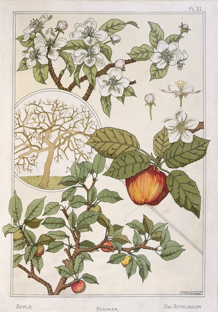 Elma Ağacı, Meyveler ve Çiçekler, 