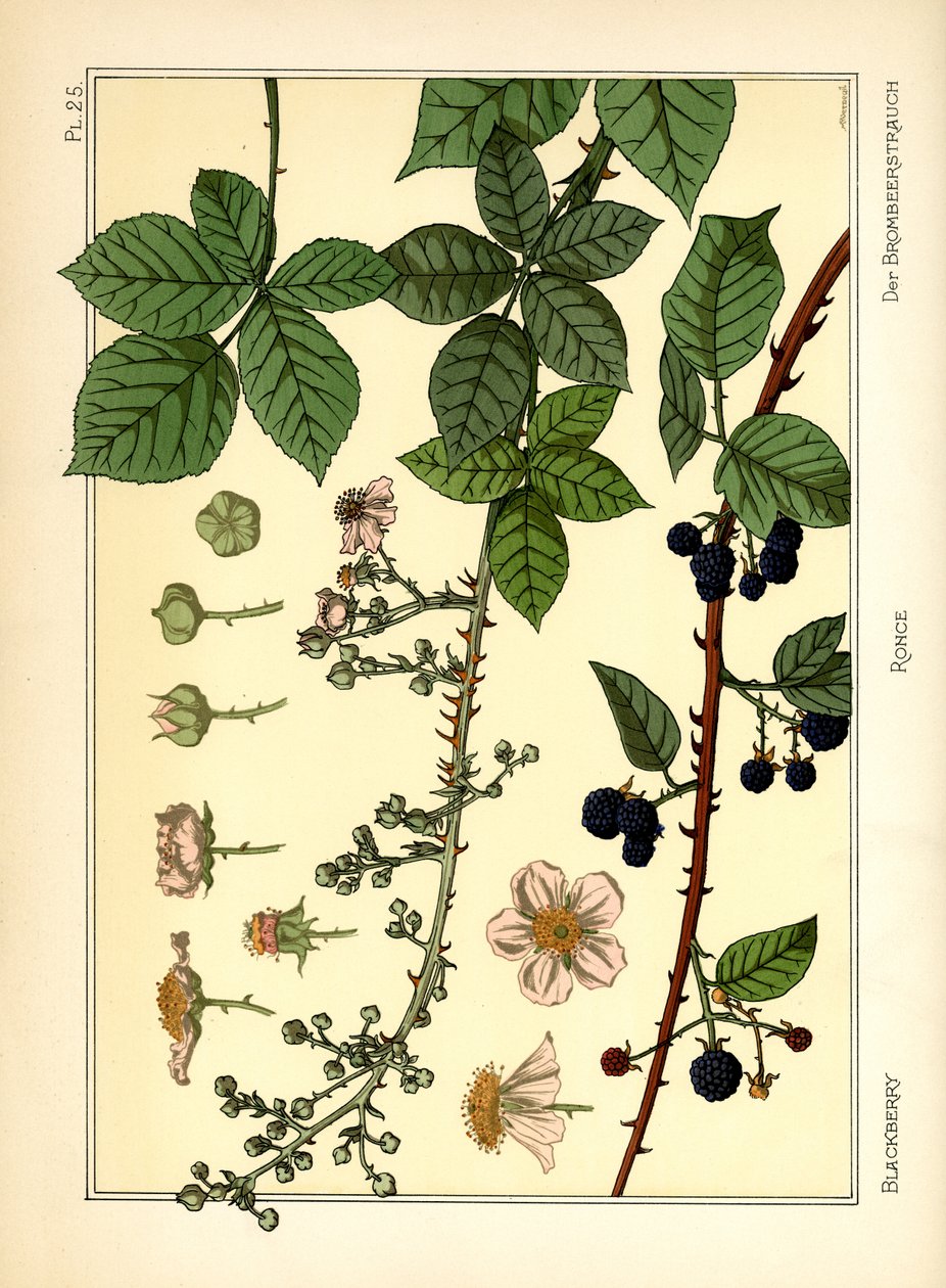 Böğürtlen Çalı (renkli taş) by Maurice Pillard Verneuil