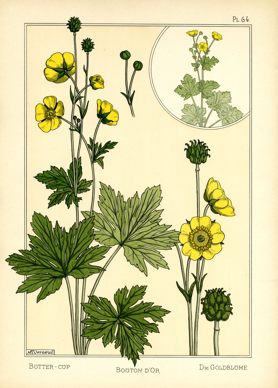 Buttercup (renkli taş) by Maurice Pillard Verneuil