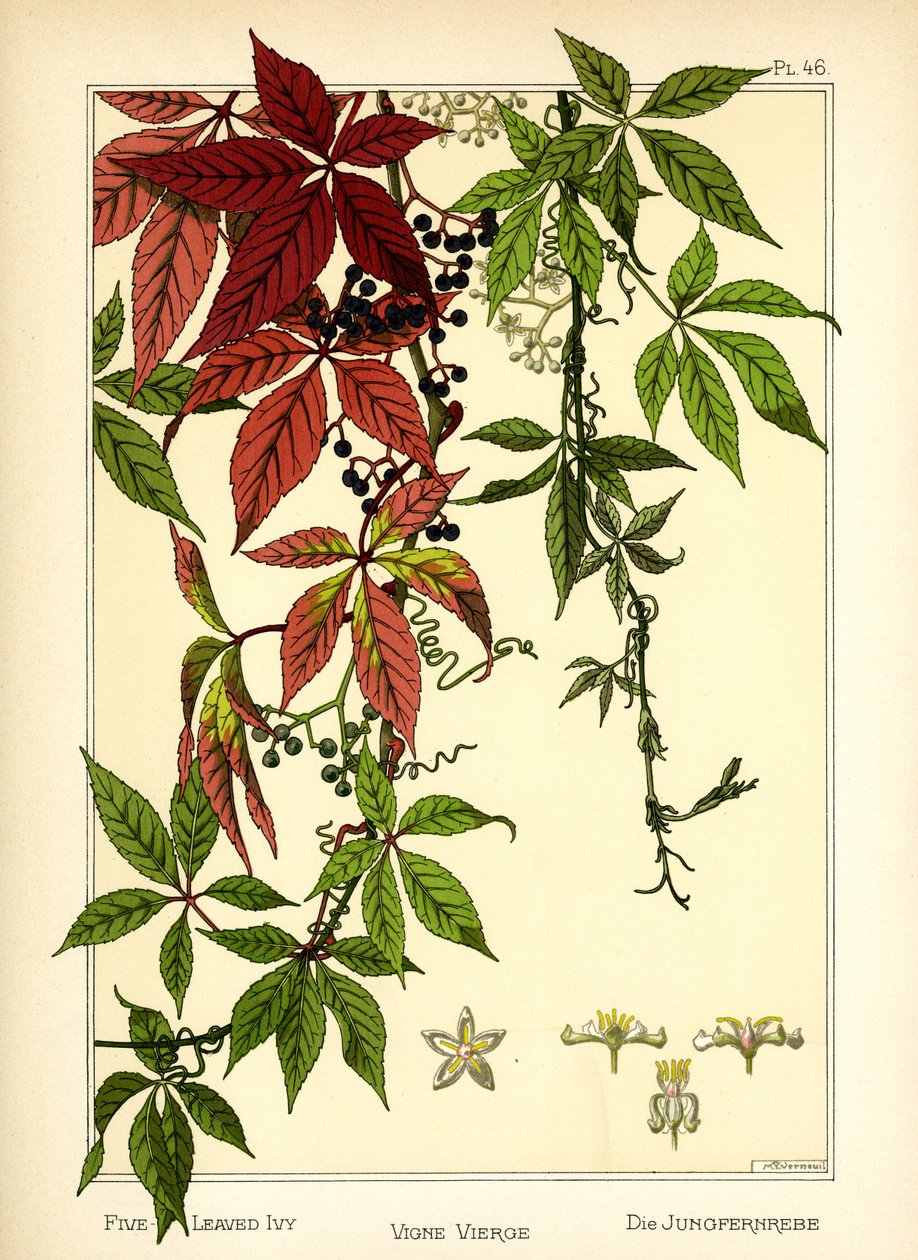Beş Yapraklı Sarmaşık (renkli taş) by Maurice Pillard Verneuil