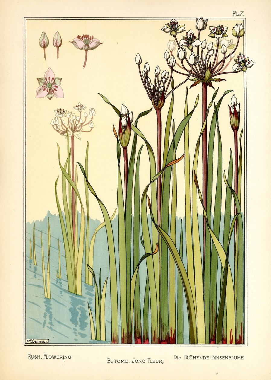 Rush Flowering (renkli taş) by Maurice Pillard Verneuil
