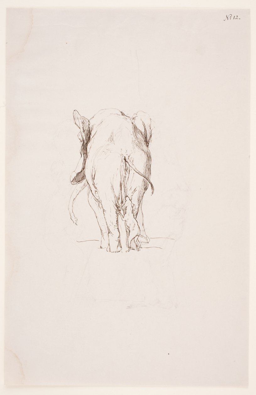 "Weg der Befleckung" - "Fil ve koklayan köpek" by Max Klinger