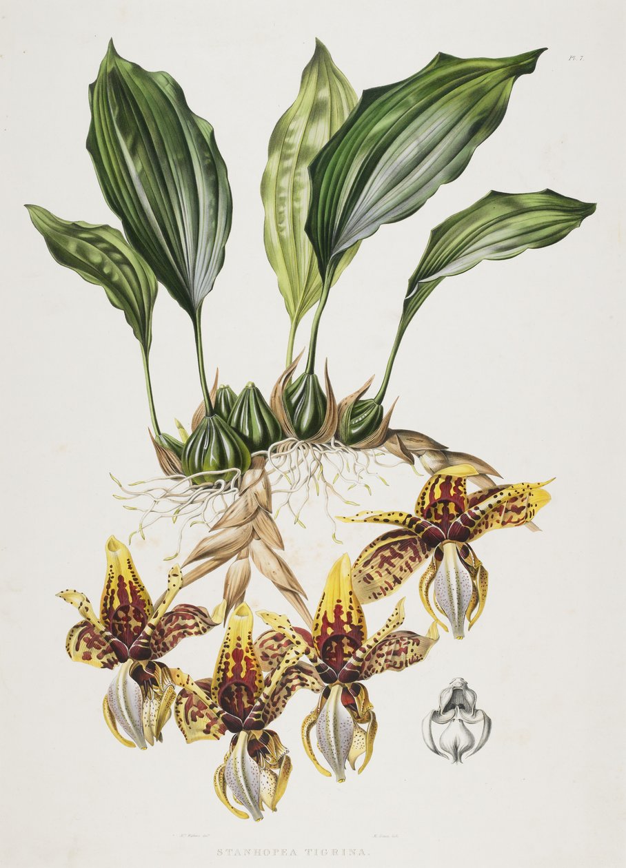 Stanhope Kaplan Orkidesi, 1838 by Maxim Gauci