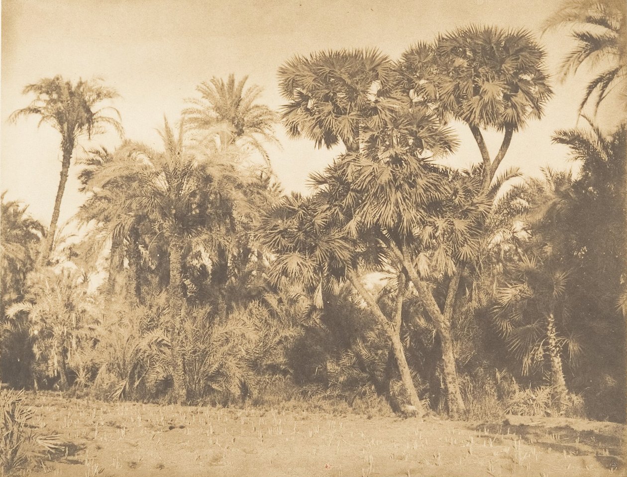 Hurma Ağacı ve Doums, Hamarneh