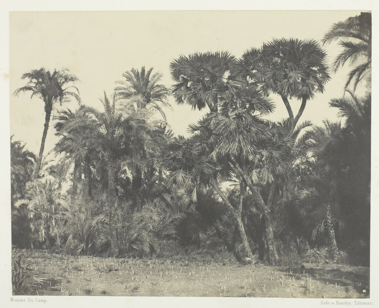 Hurma Ağacı ve Palmiye Ağaçları Doums, Yukarı Mısır, 184951, 1852 basılmıştır. by Maxime Du Camp