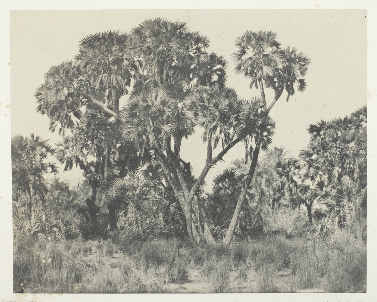 Doum palms, Yukarı Mısır by Maxime Du Camp