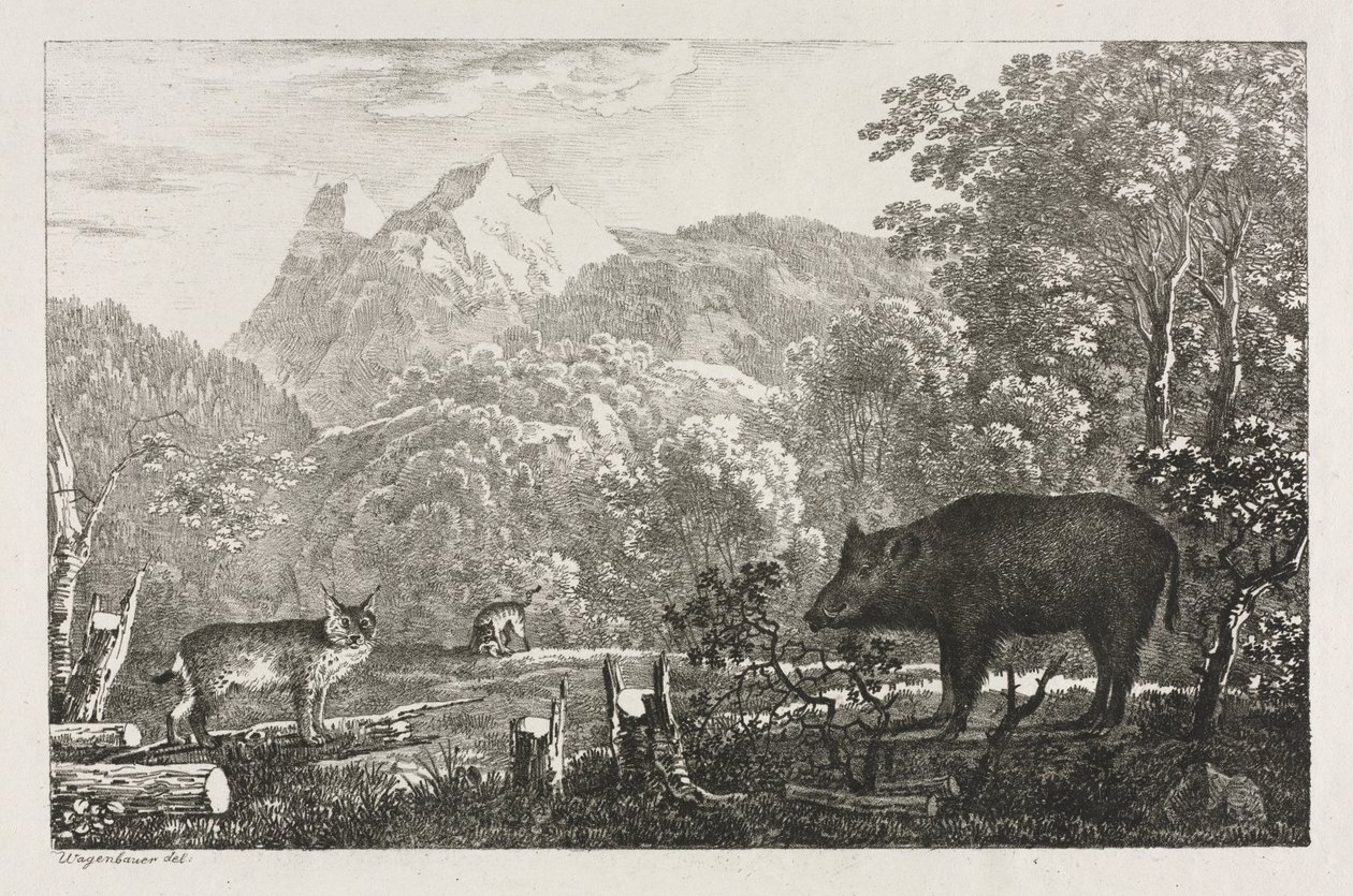 Yaban Domuzu, Yaban Kedisi ve Vaşak, 1807. by Maximilian Josef Wagenbauer