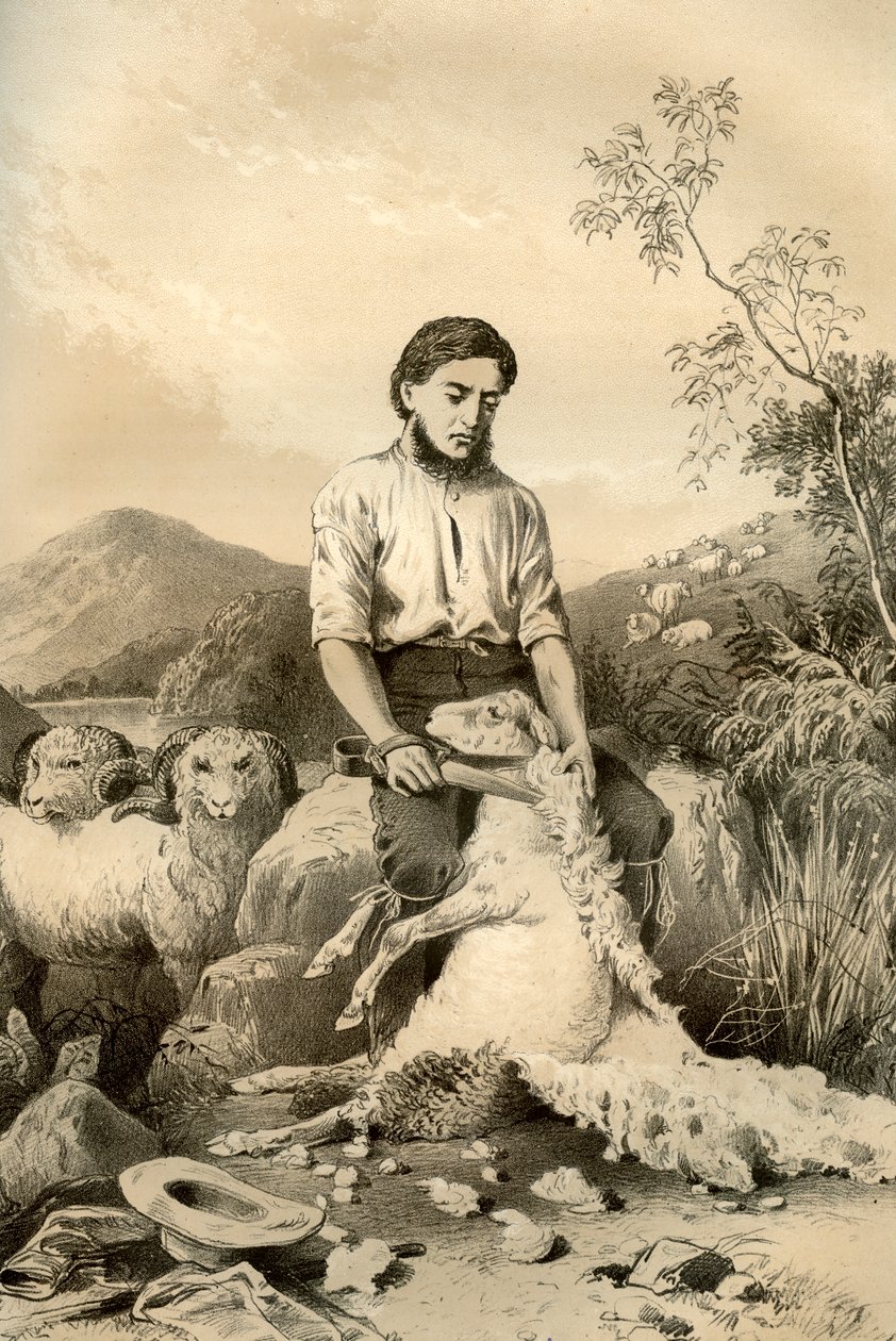 Koyun kırkımı, 1879 by McFarlane and Erskine