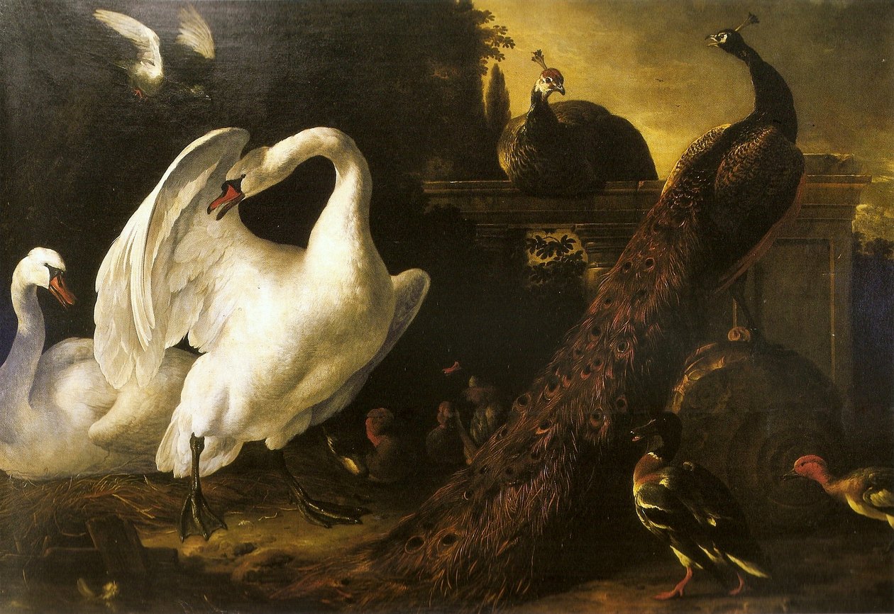 Kuğular ve tavus kuşları by Melchior de Hondecoeter
