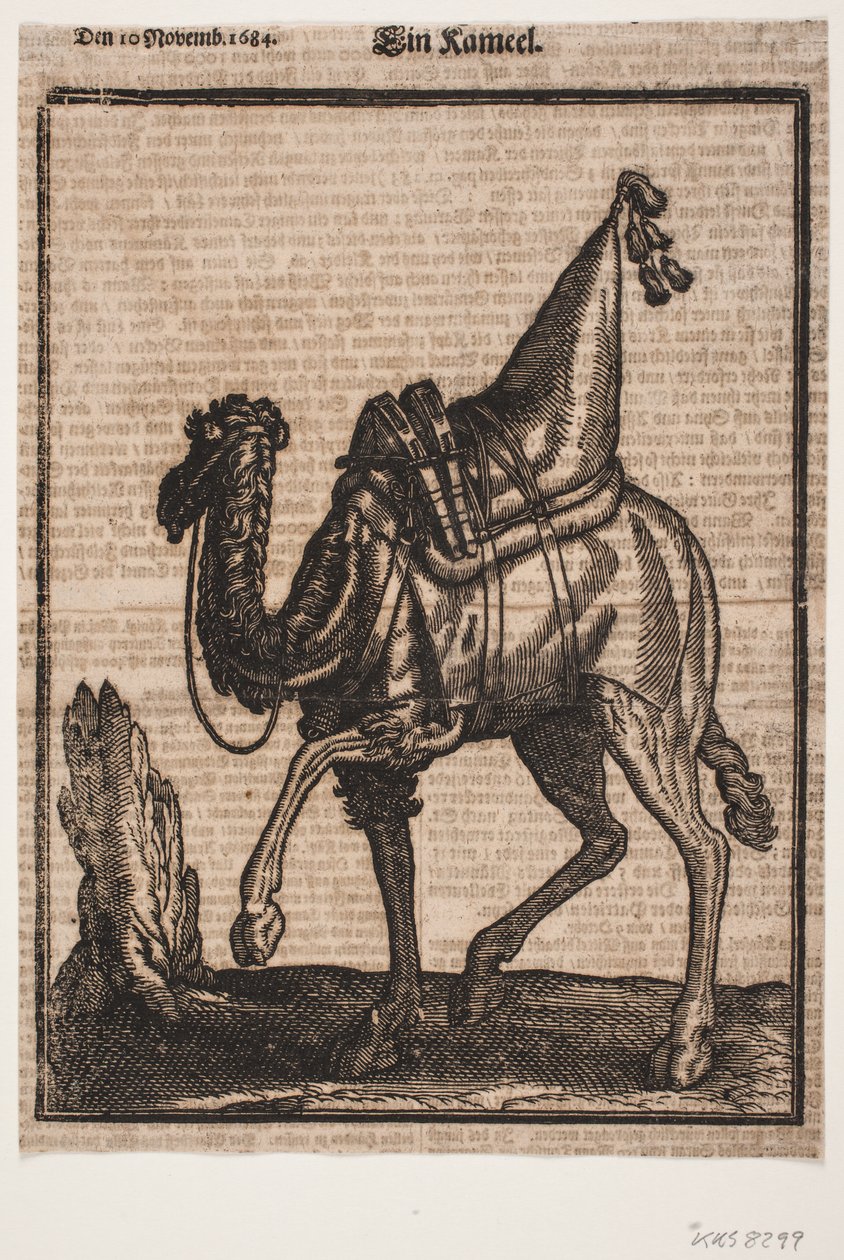 Eyerli bir tek hörgüçlü dromedary, profil sola doğru, hayvanın başı wiever