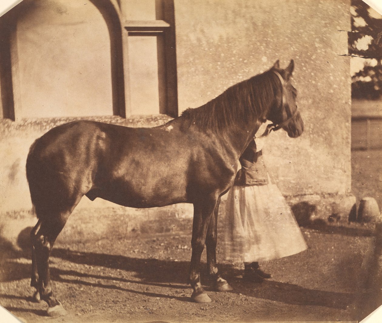 Sultan, 1850