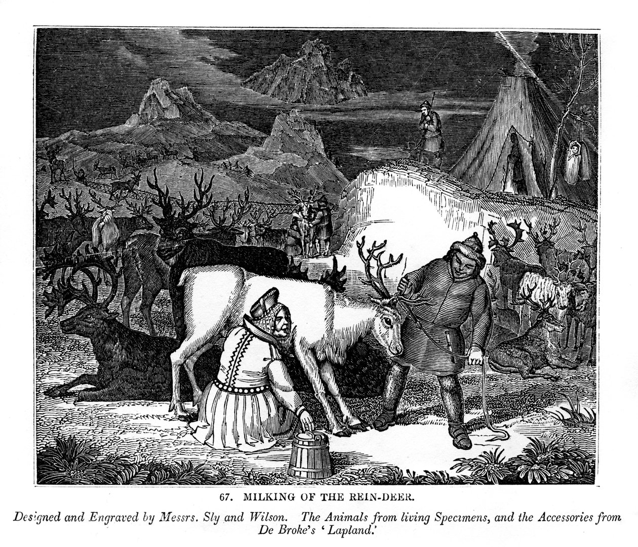 Ren geyiğinin sağılması, 1843 by Messrs Sly and Wilson