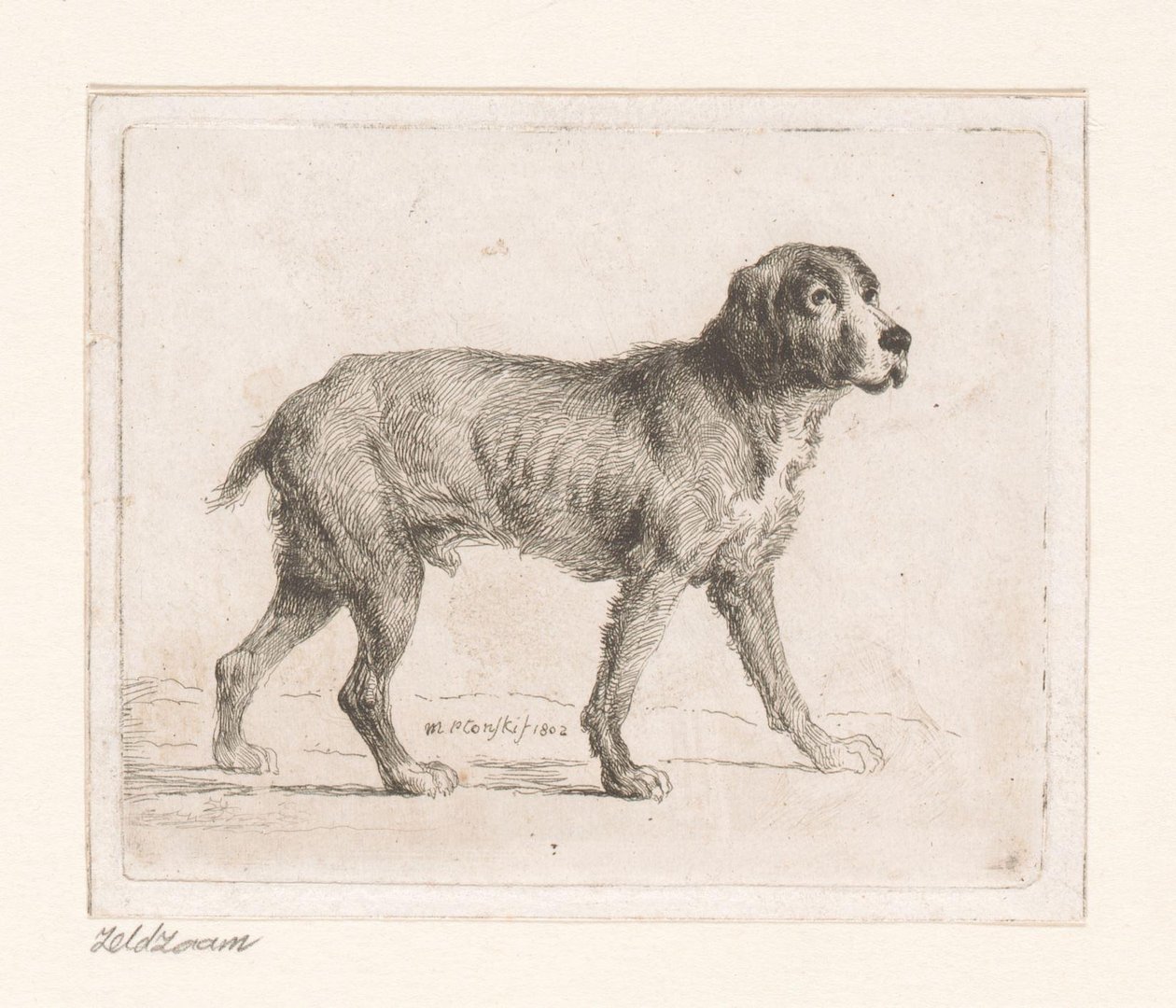 Köpek by Michał Płoński