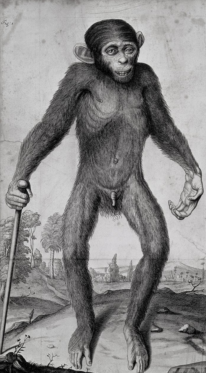 şempanze, 1699 by Michael van der Gucht