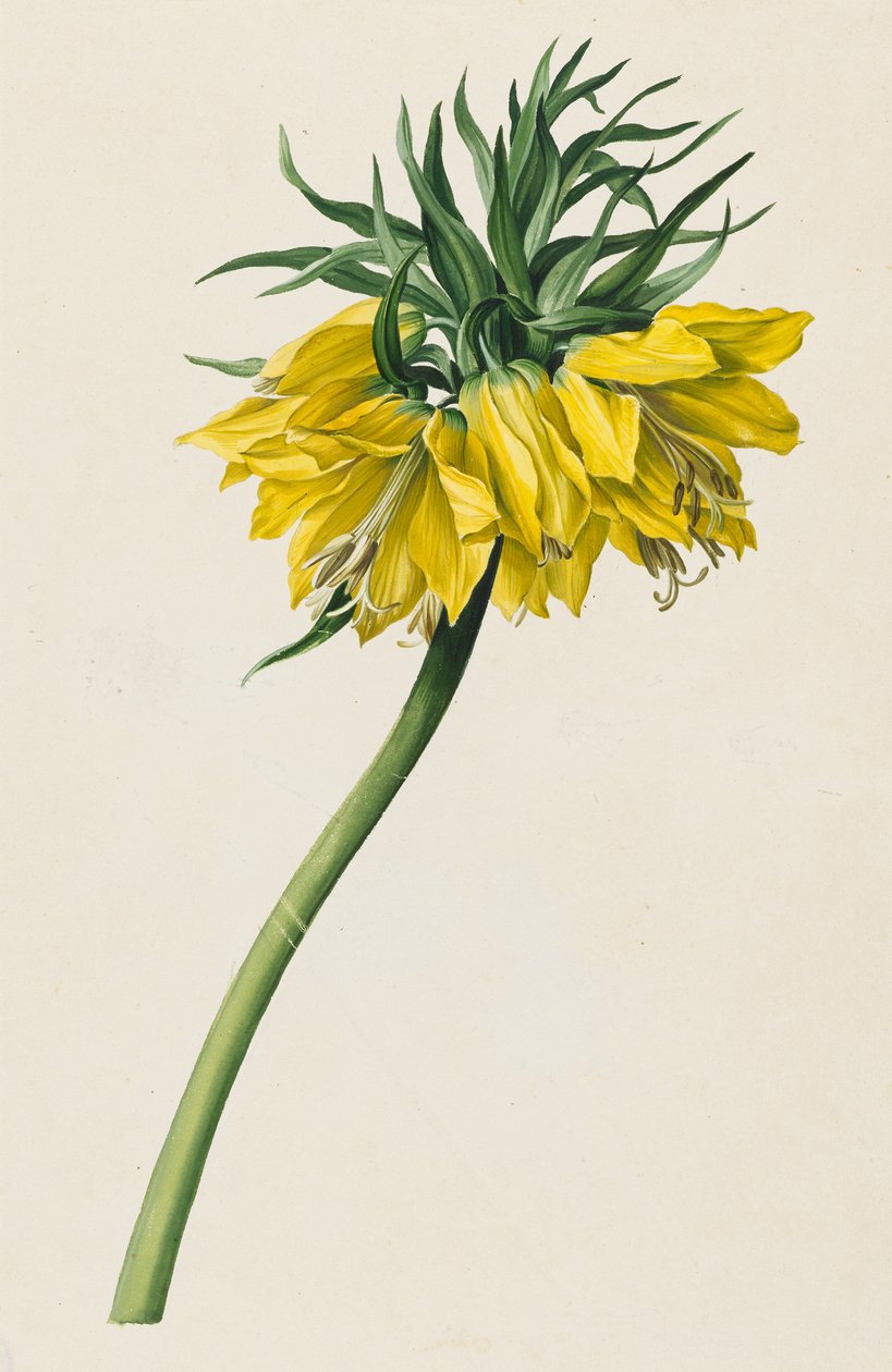 Kaiserkrone by Michael Moritz Daffinger