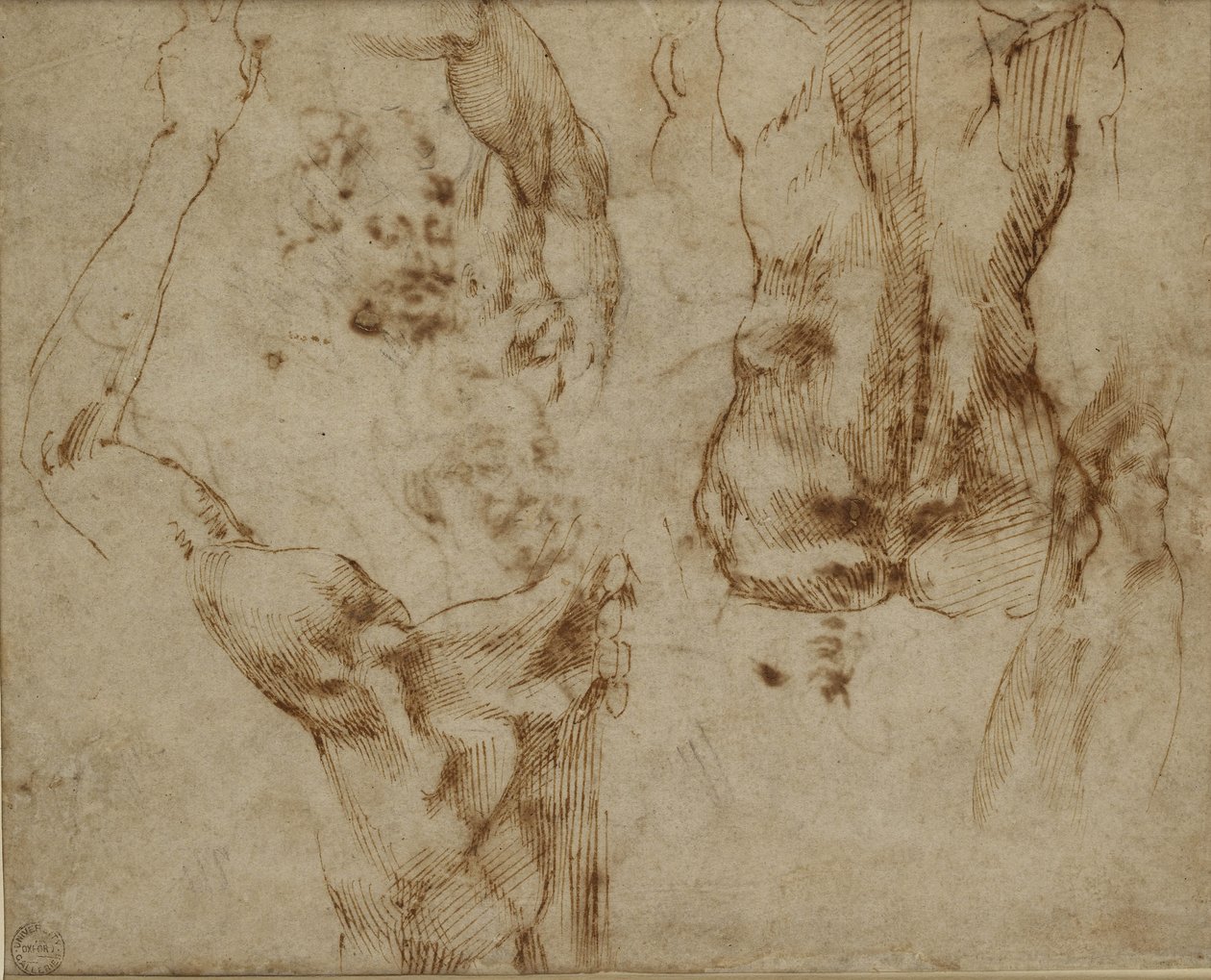Sırt ve omuz çalışması by Michelangelo Buonarroti