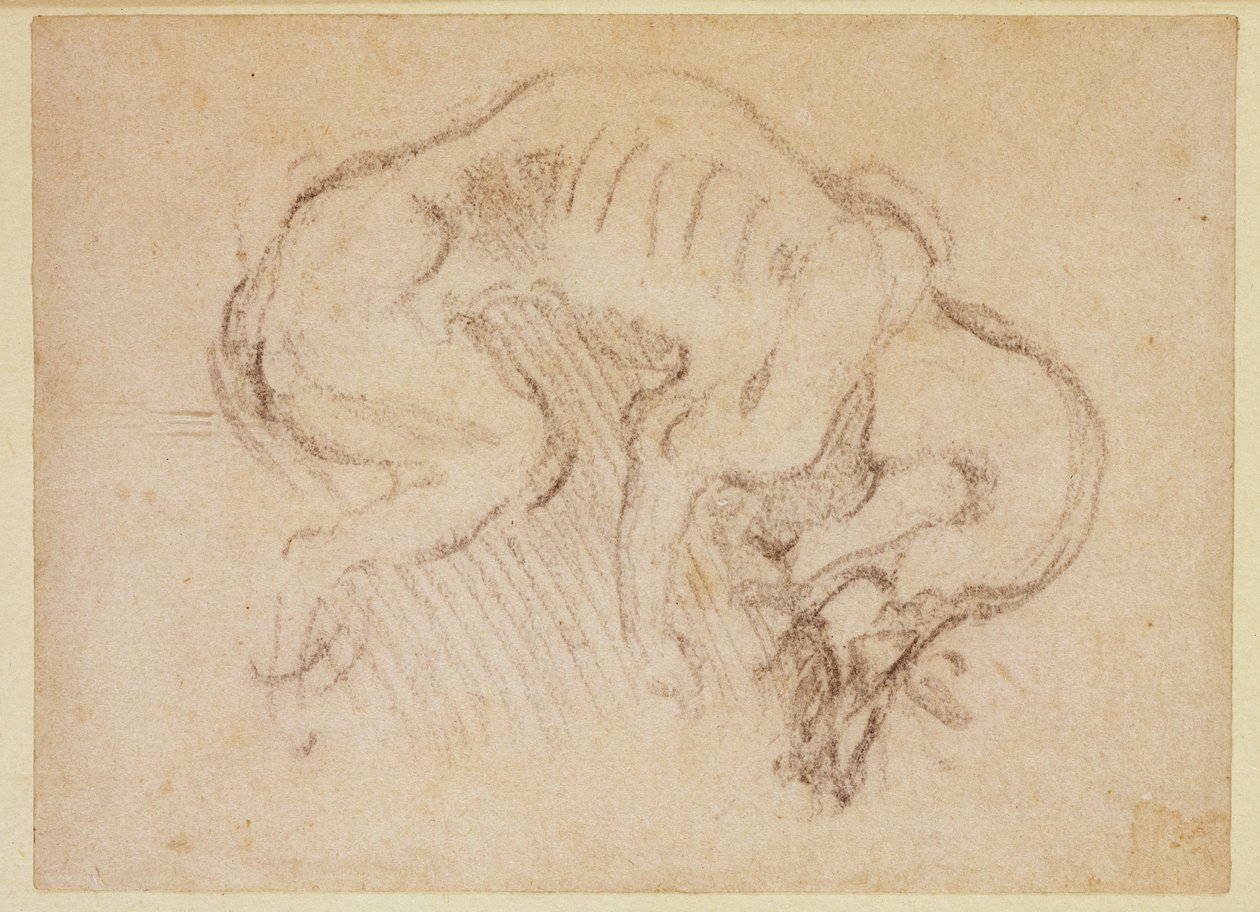 Bir köpeğin incelenmesi (kağıt üzerinde kömür) (rekto) by Michelangelo Buonarroti