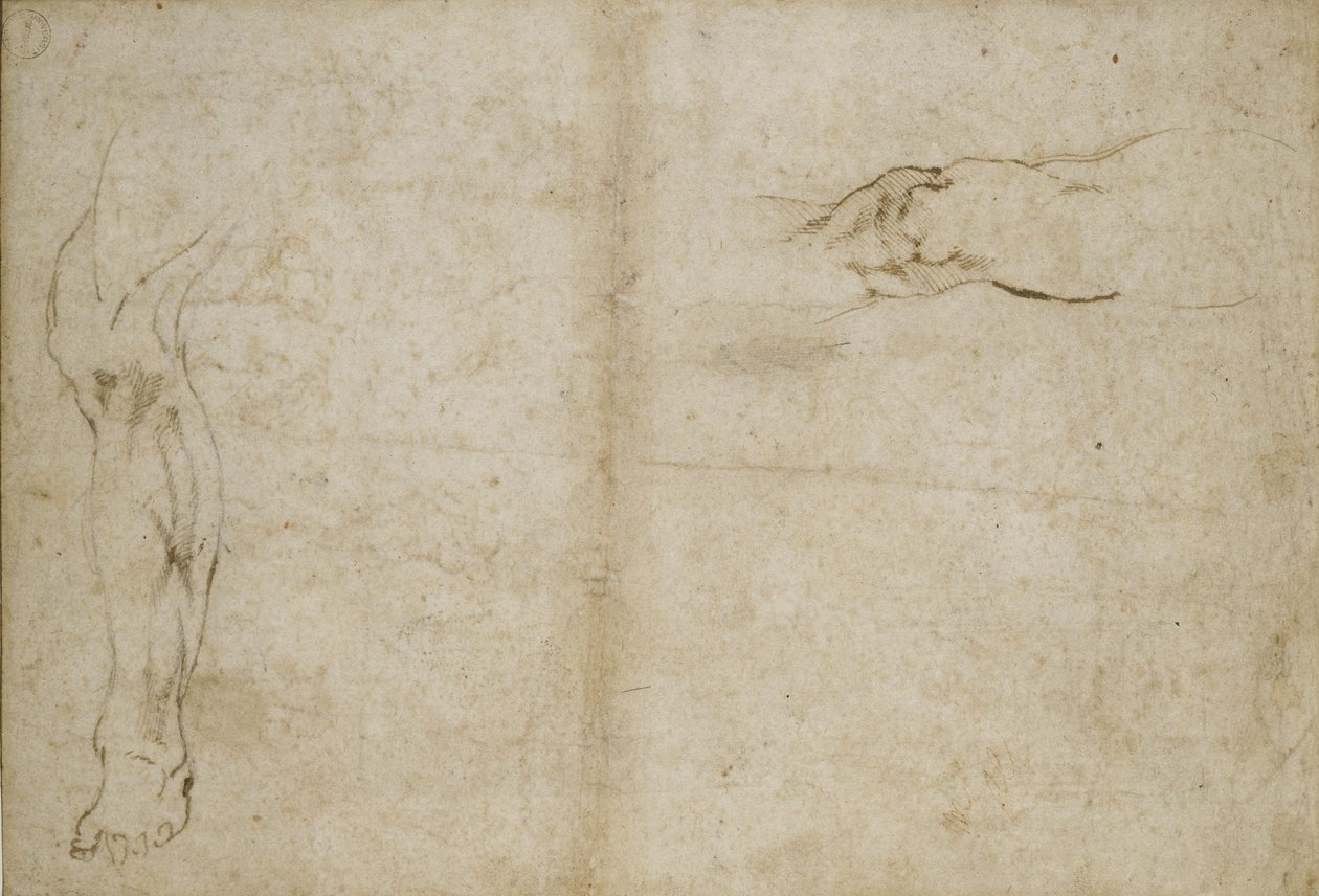 Bir insan bacağının incelenmesi, 16. yüzyıl by Michelangelo Buonarroti