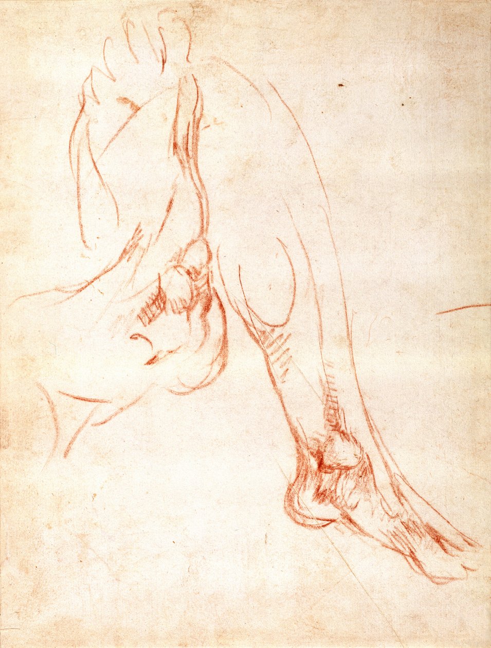 Alt bacak ve ayak çalışması (kağıt üzerinde kırmızı tebeşir) (rekto) by Michelangelo Buonarroti