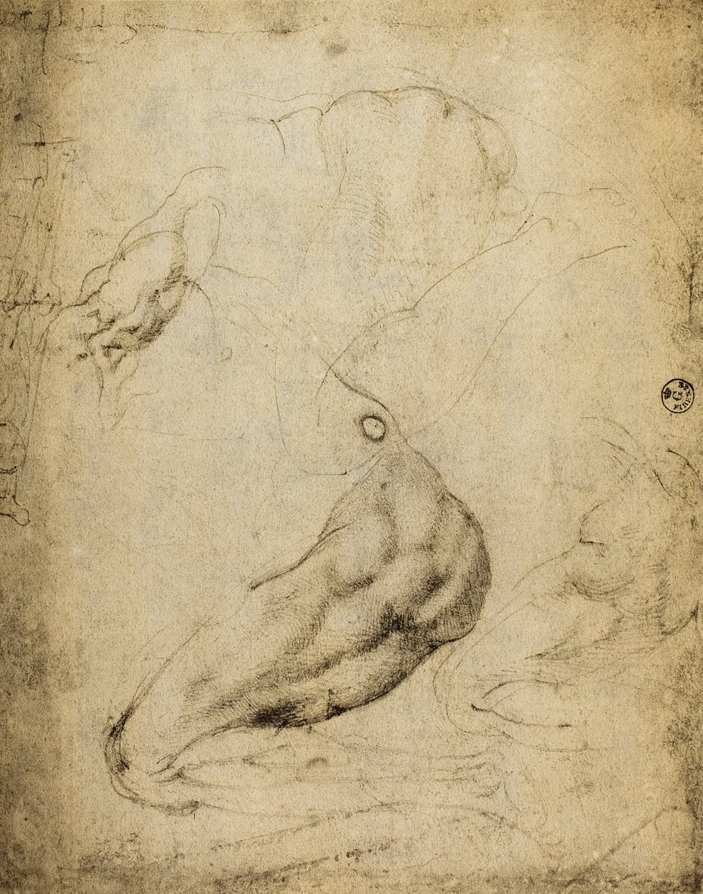 Anatomik çalışma: Michelangelo