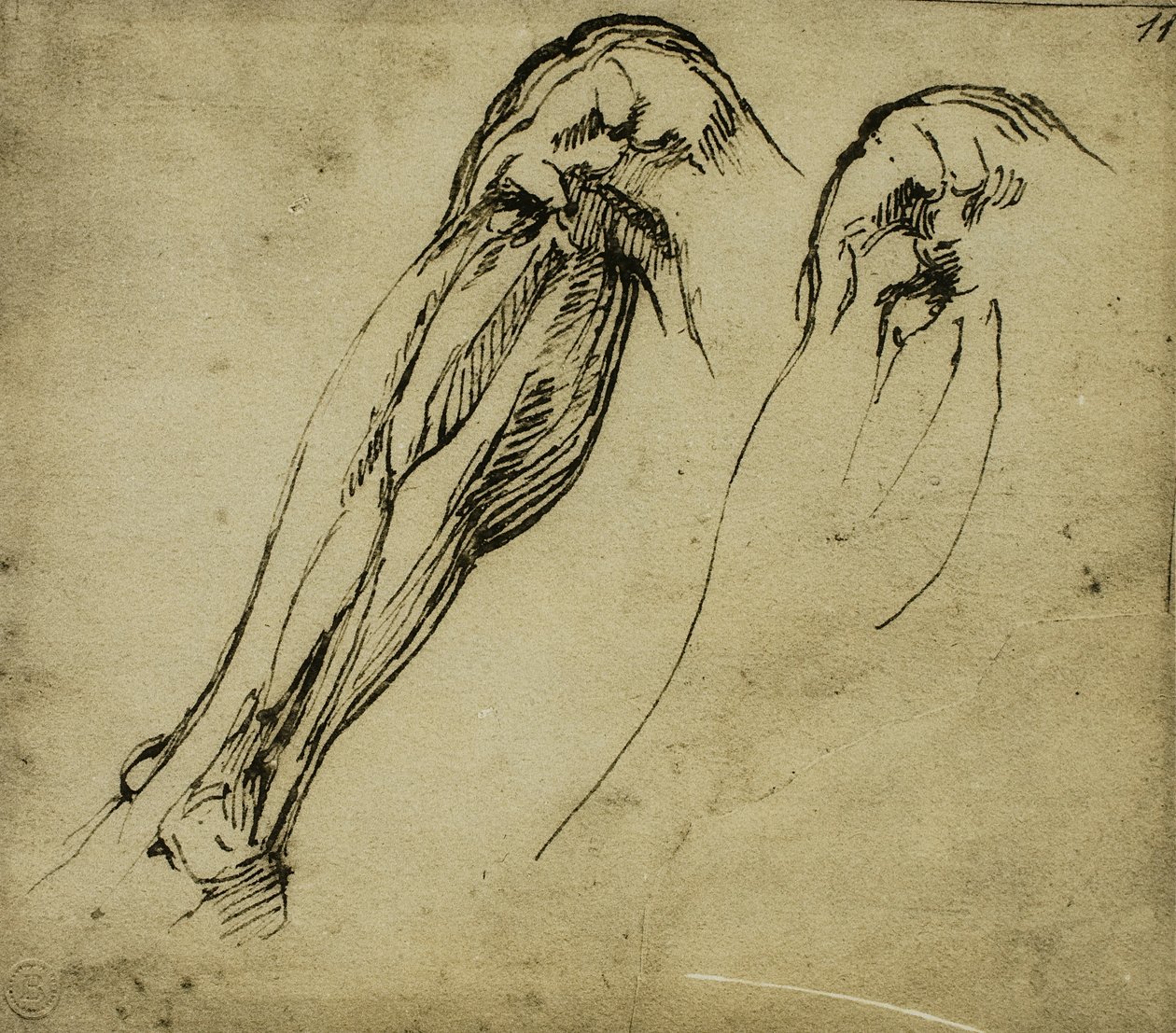 Bir Bacağın Anatomik Çalışmaları, Michelangelo