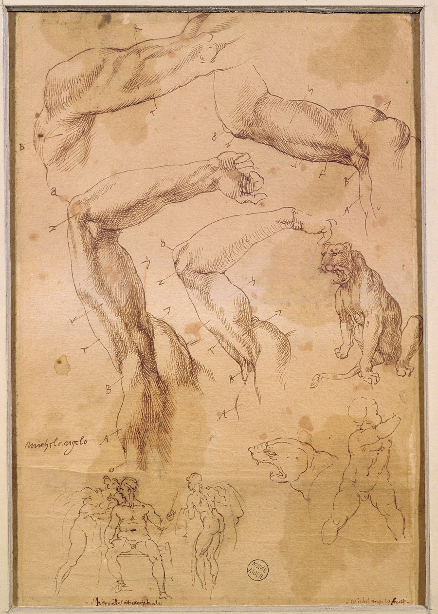 Ms H 184 fol.202 Kalkık kollar, vahşi bir kedi ve bir grup figürün çalışmaları by Michelangelo Buonarroti