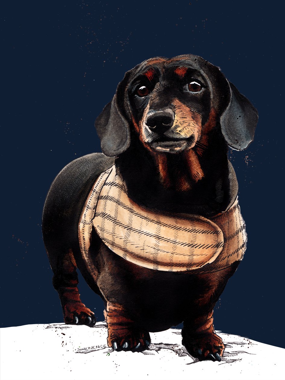 Arthur The Dachshund, Midnight Blue
