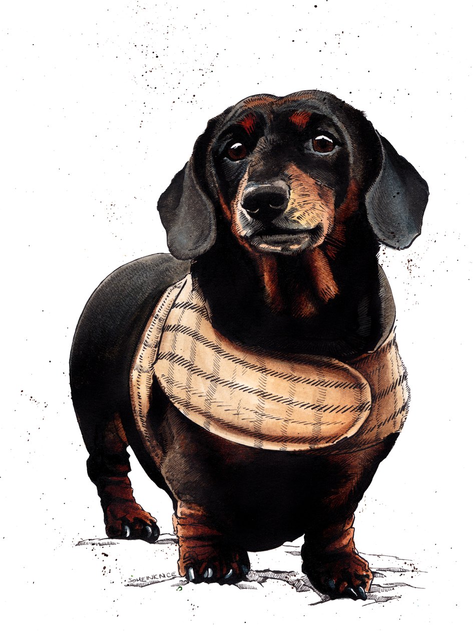 Beyaz Üzerine Arthur The Dachshund, 2019 by Mike Davis