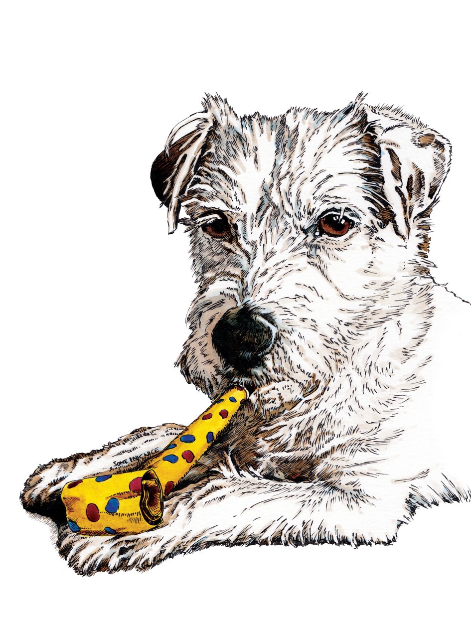 Beyaz Doğum Günü Parson Köpeği, 2020 by Mike Davis