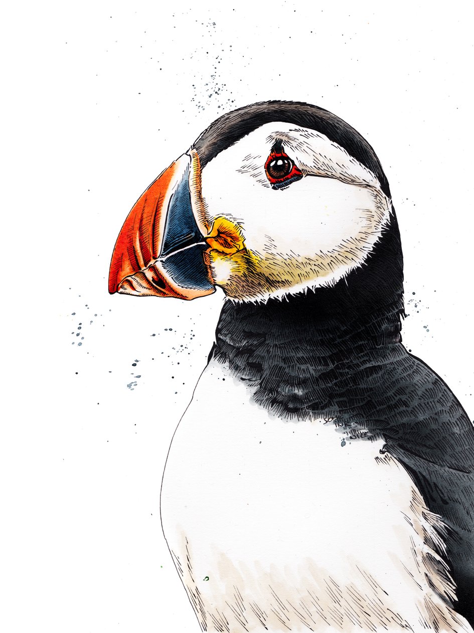 Beyaz Üzerine Puffin Clive, 2019 by Mike Davis