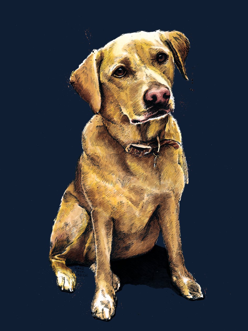 Labrador Daisy Midnight Blue'da, 2020 by Mike Davis