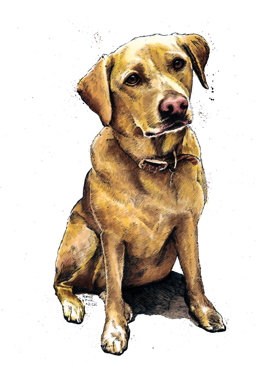 Beyaz Üzerine Labrador Daisy, 2020 by Mike Davis