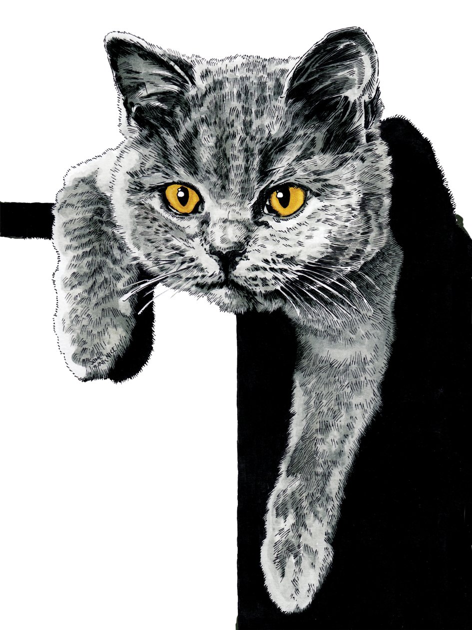 Flora The Kitten Beyaz Üzerine, 2019 by Mike Davis