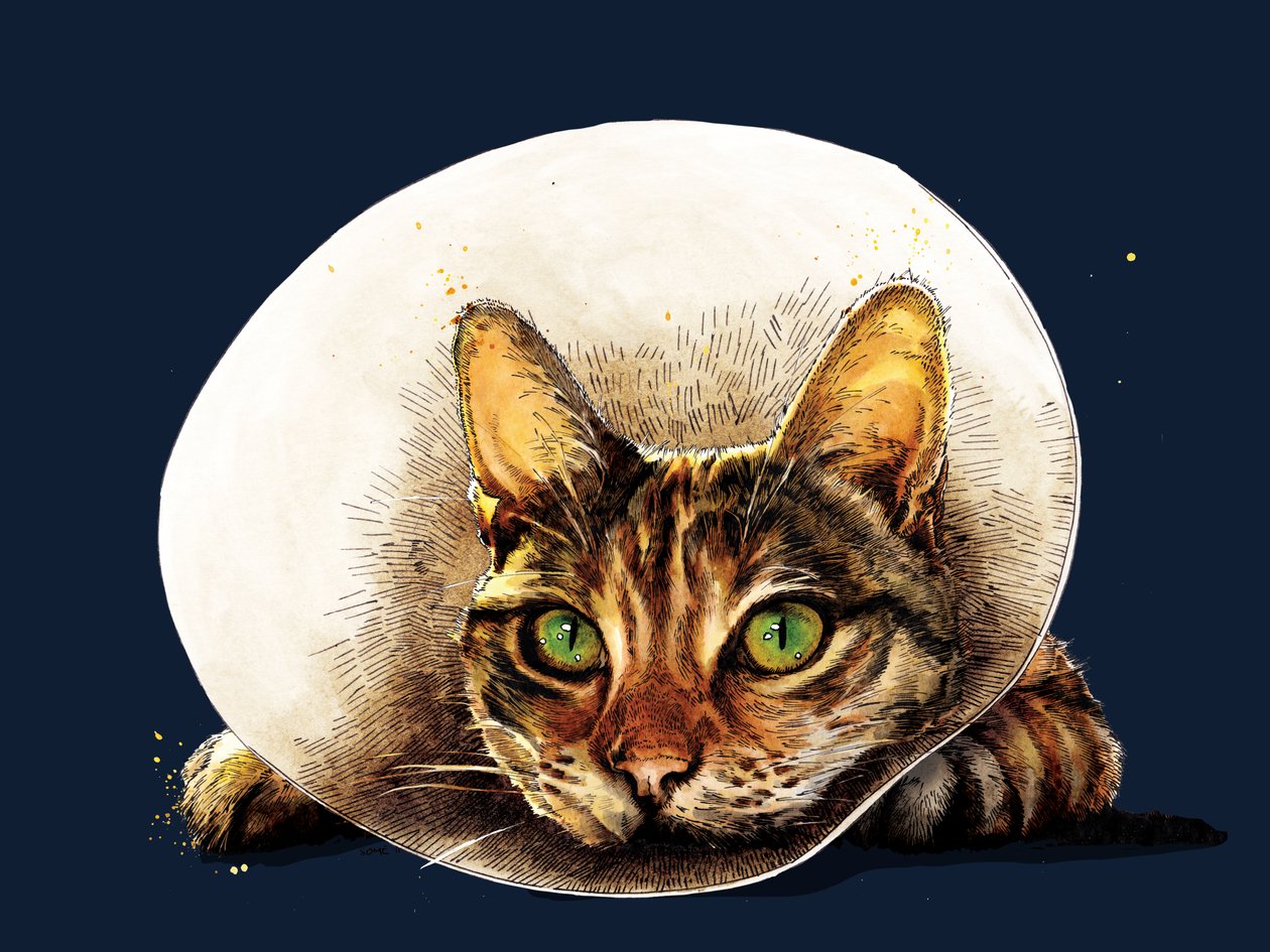 Geçmiş Olsun Kedi Gece Mavisi, 2020 by Mike Davis