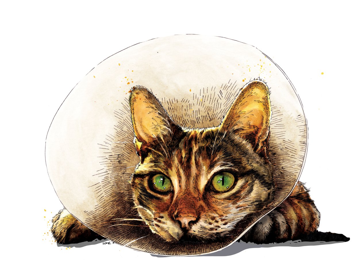 Geçmiş Olsun Beyaz Kedi, 2020 by Mike Davis