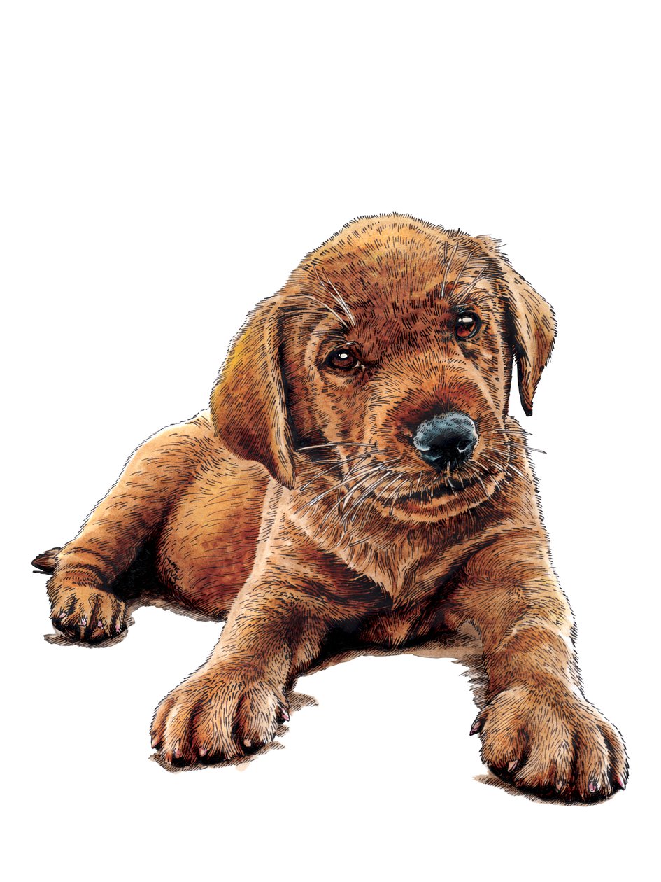 Beyaz Üzerine Köpek Yavrusu, 2021 by Mike Davis