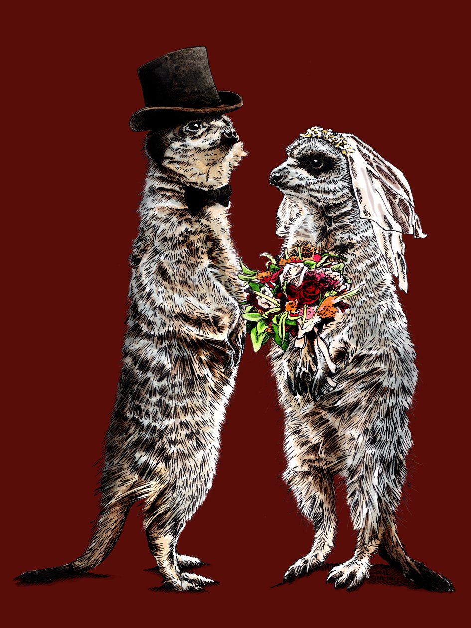 Red Oxide'de Evli Meerkats, 2020 by Mike Davis